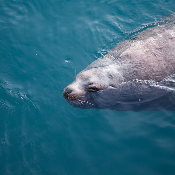 A Harbor Seal